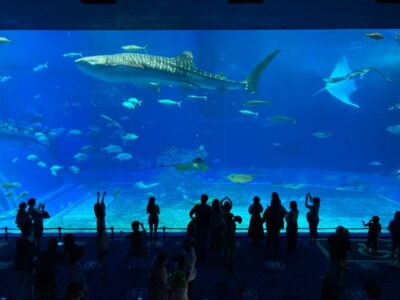 Okinawa Churaumi Aquarium Ticket