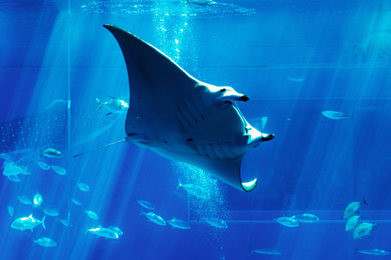 Okinawa Churaumi Aquarium Ticket - Is $13.79 good value?