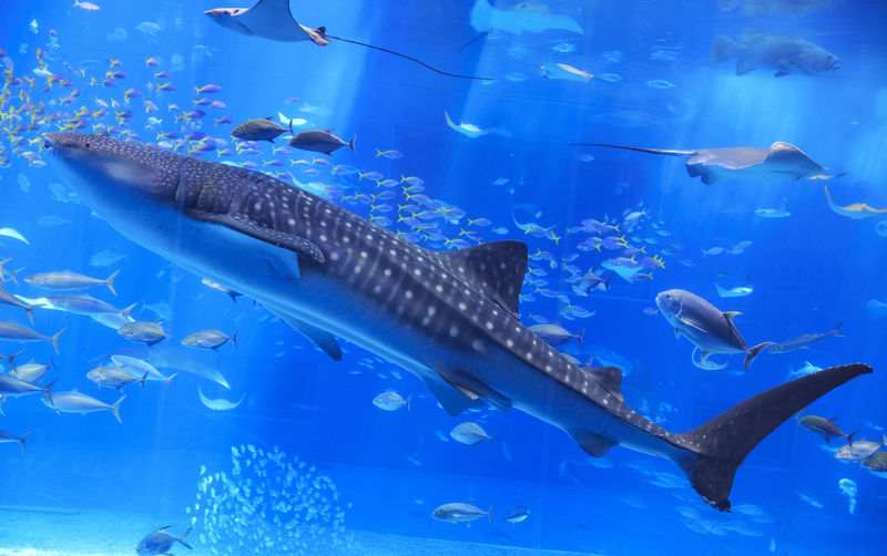 Okinawa Churaumi Aquarium Ticket - Getting to Motobu takes planning
