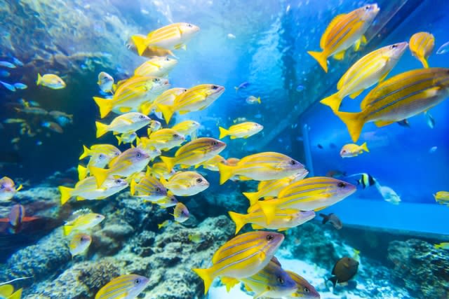 Okinawa Churaumi Aquarium Ticket - Who will enjoy Churaumi most?