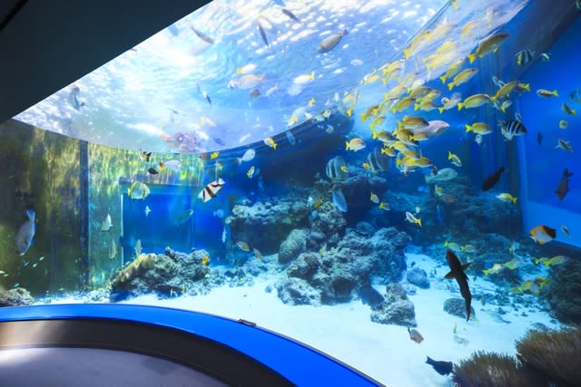 Okinawa Churaumi Aquarium Ticket - FAQ