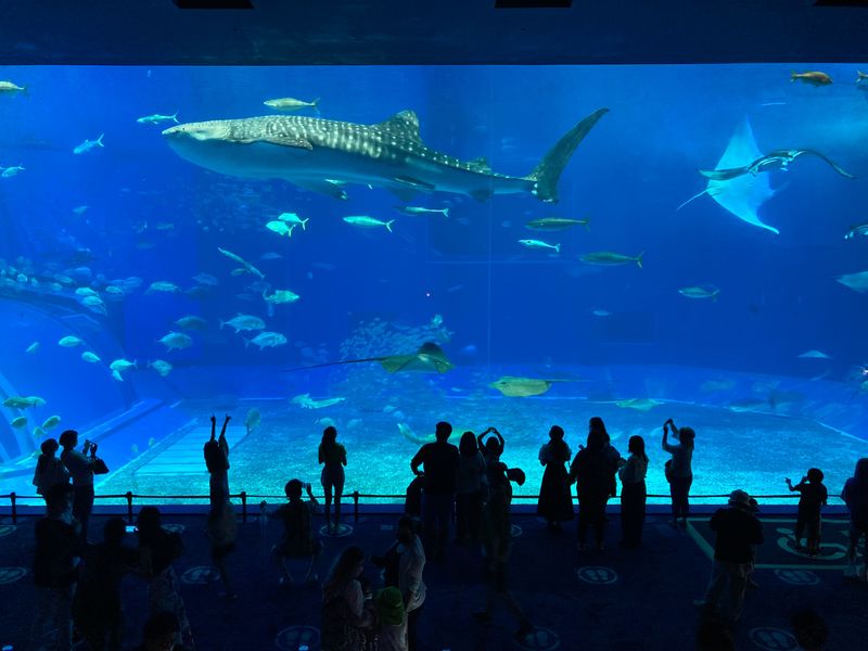 Okinawa Churaumi Aquarium Ticket - Allow time for dolphins, turtles and manatees