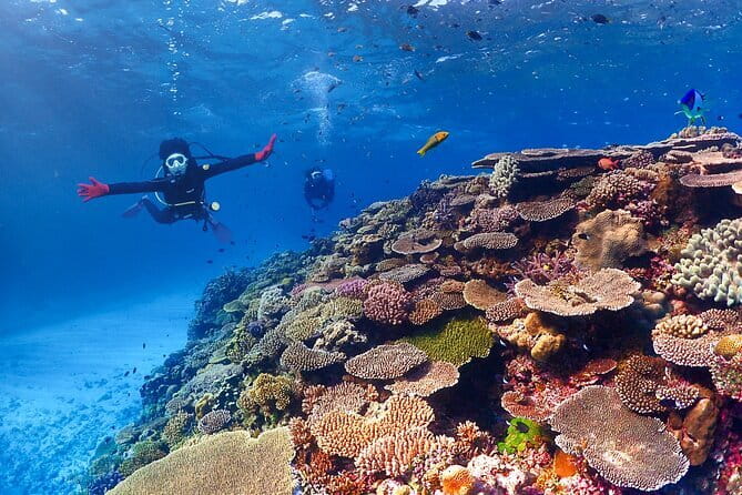 Okinawa: Discover SCUBA Diving 2 Dives at Minna, Sesoko or Motobu - Health, fitness, and cancellation details