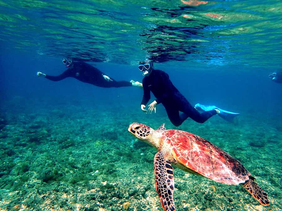 Okinawa: From Naha: Kerama Islands 1-day snorkeling tour - Key points to know before you book