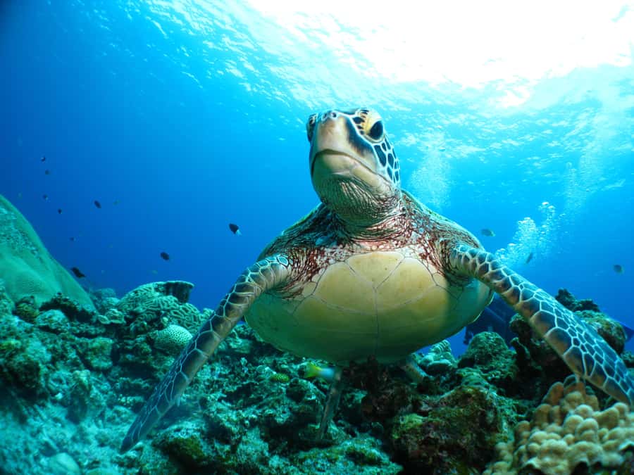 Okinawa: From Naha: Kerama Islands 1-day snorkeling tour - Snorkeling equipment, wetsuits, and cold-water comfort