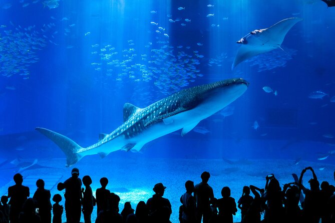 Okinawa HIP-HOP BUS B - 1 Course Tour (Okinawa Churaumi Aquarium) - Key points to know before booking
