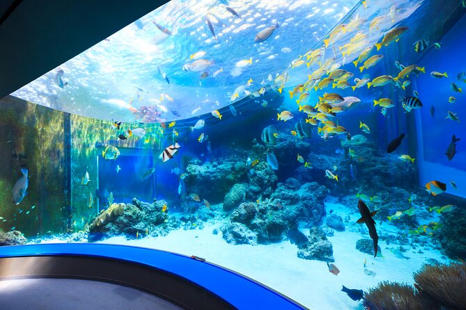 Okinawa HIP-HOP BUS B - 1 Course Tour (Okinawa Churaumi Aquarium) - Why this bus tour works for a first Okinawa day