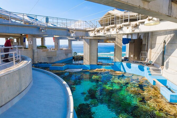 Okinawa HIP-HOP BUS B - 1 Course Tour (Okinawa Churaumi Aquarium) - Bise Fukugi Tree Road: a 30-minute green tunnel