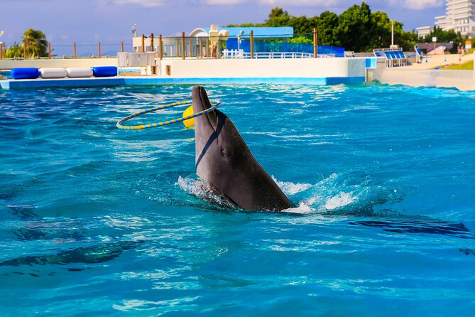 Okinawa HIP-HOP BUS B - 1 Course Tour (Okinawa Churaumi Aquarium) - Timing, transport, and small practical details