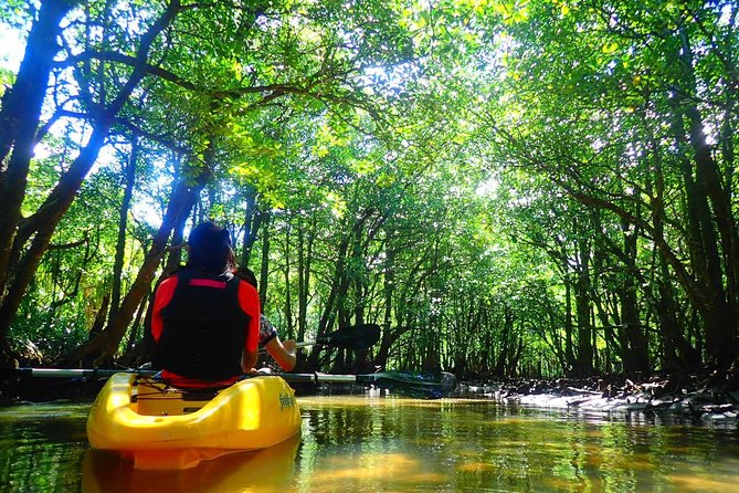 Okinawa Iriomote Mangrove SUP or Canoe Tour - Free Photos Make the $52.40 Price More Useful