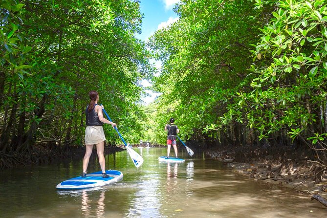Okinawa Iriomote Mangrove SUP or Canoe Tour - Pickup, Timing, and the Densa Terminal Meeting Point
