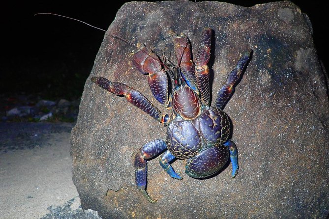 Okinawa Iriomotejima Night Adventure Tour - Key points before you book