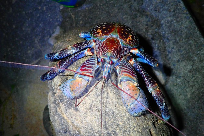 Okinawa Iriomotejima Night Adventure Tour - The stargazing stop at about 8:45 PM