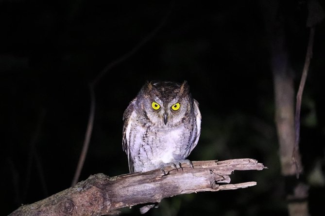 Okinawa Iriomotejima Night Adventure Tour - Price, group size, and overall value