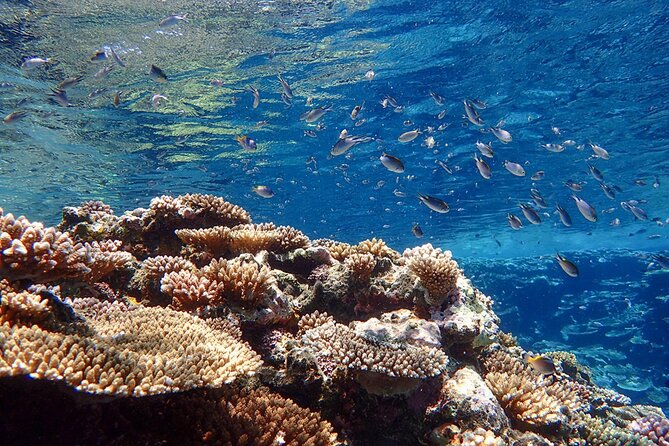 Okinawa Ishigaki Kabira Bay SUP or Canoe and Blue Cave Snorkeling - Who will enjoy this tour most