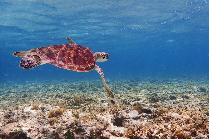 Okinawa Ishigaki Kabira Bay SUP or Canoe and Blue Cave Snorkeling - Should you book the Kabira Bay and Blue Cave tour?