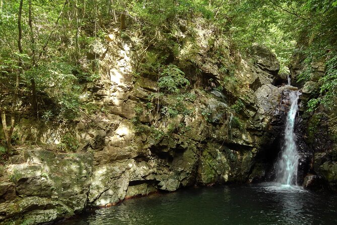 Okinawa Jungle Trails & Waterfalls – Private Yanbaru Tour - Why Yanbaru makes a fine change from southern Okinawa