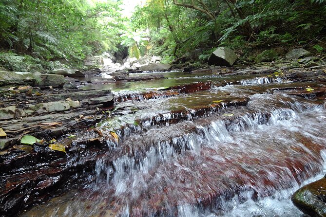 Okinawa Jungle Trails & Waterfalls – Private Yanbaru Tour - The waterfall stop and optional summer swim