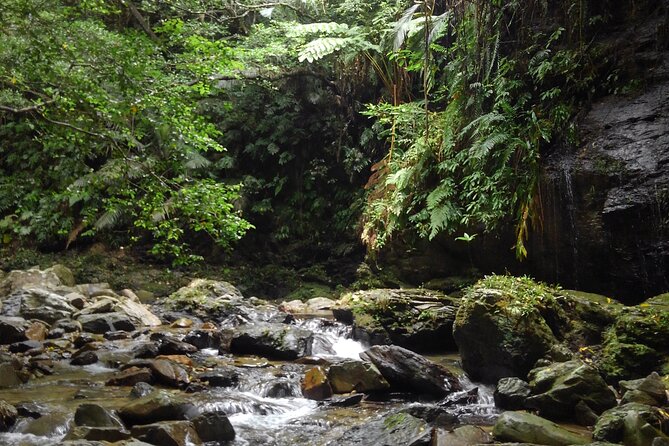 Okinawa Jungle Trails & Waterfalls – Private Yanbaru Tour - A guide who adapts instead of rushing