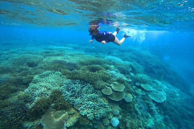 Okinawa: Kayak & Snorkel, Private Tour in Yanbaru - Reaching Northern Okinawa’s Quiet West Coast
