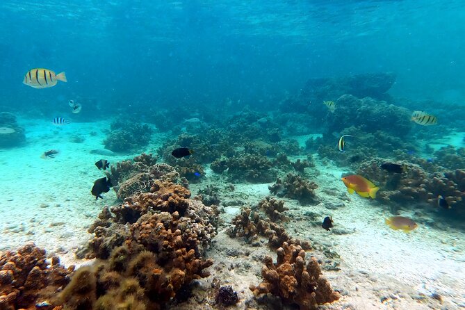 Okinawa: Kayak & Snorkel, Private Tour in Yanbaru - How the Weather Shapes Your Day