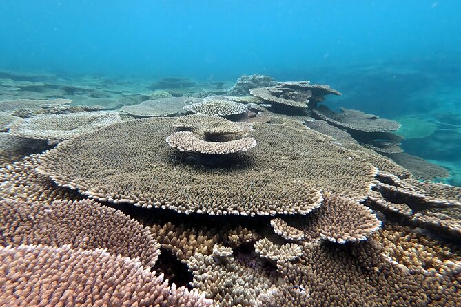 Okinawa: Kayak & Snorkel, Private Tour in Yanbaru - Who Will Enjoy This Most