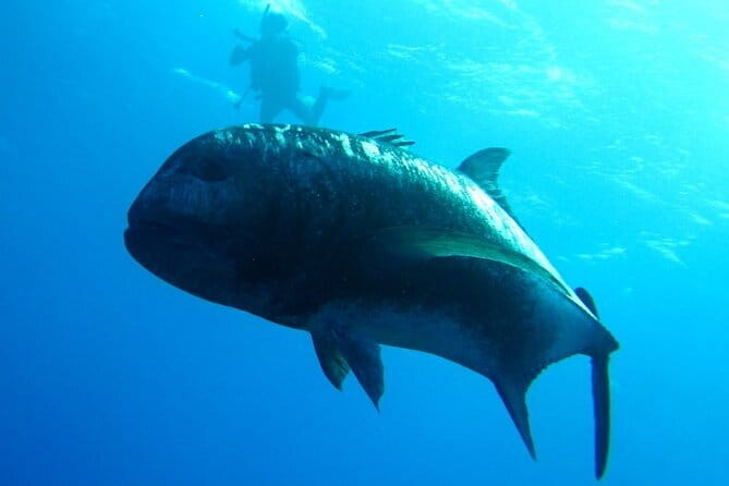 Okinawa:Kerama Islands experience Diving/Snorkeling/WhaleWatching - Starting at Miegusuku Port at 7:30 a.m.