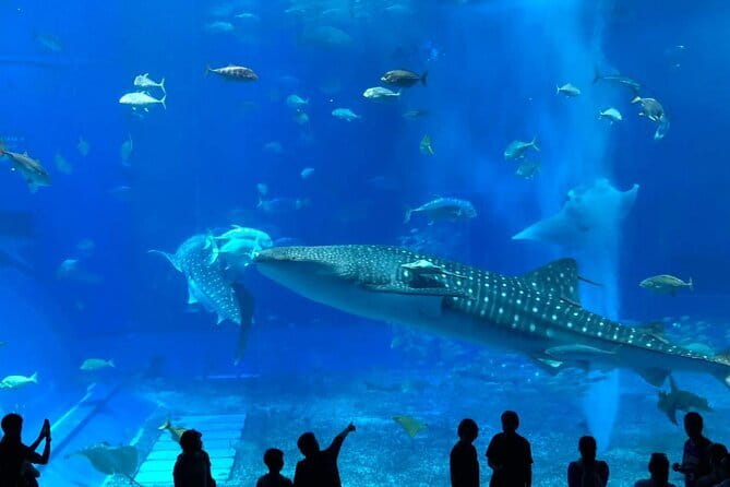 Okinawa:Kerama Islands experience Diving/Snorkeling/WhaleWatching - Choosing snorkeling or introductory scuba