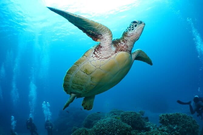Okinawa:Kerama Islands experience Diving/Snorkeling/WhaleWatching - What happens during the boat trip