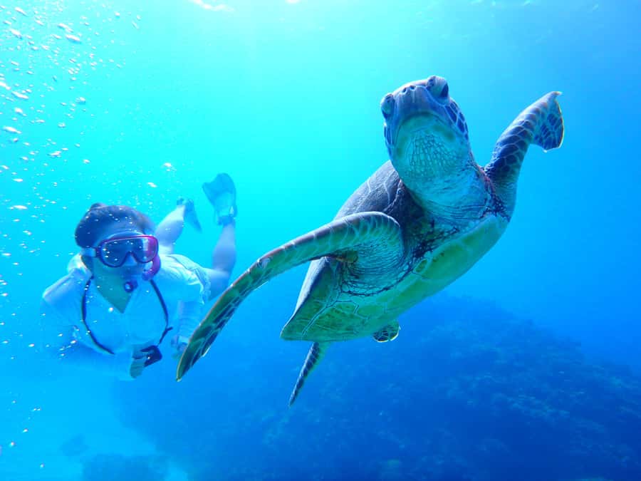 Okinawa : Kerama Whole Day Snorkeling Tour From Chatan/Naha - Kerama snorkeling tour at a glance