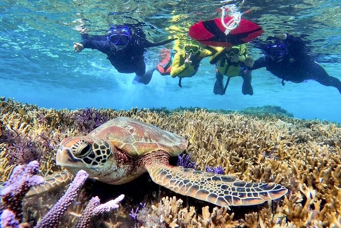 Okinawa Miyako Beach SUP or Canoe and sea turtle Snorkeling - Price and what you get for $89.17