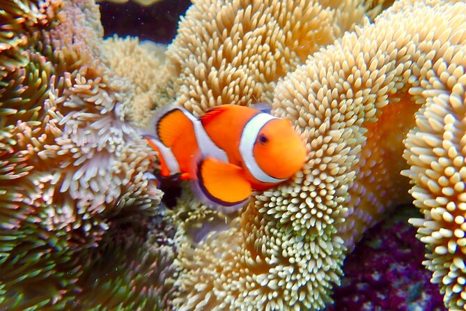 Okinawa Miyako Natural Aquarium! Tropical Snorkeling Tour - Why Miyakojima snorkeling is worth your time