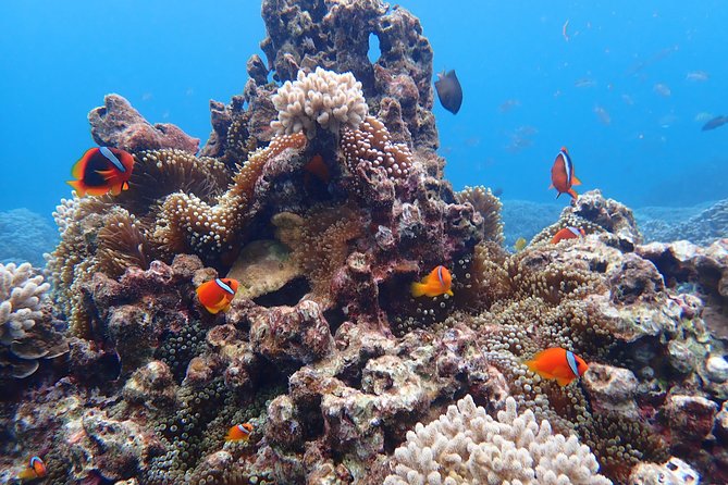 Okinawa Miyako Natural Aquarium! Tropical Snorkeling Tour - Four start times, with the sea making the final call