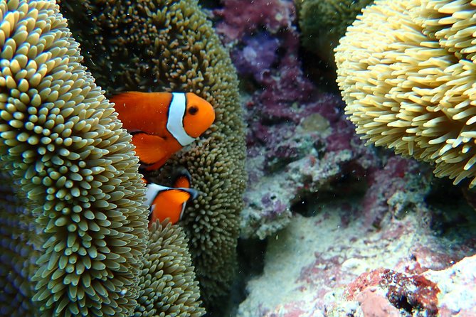 Okinawa Miyako Natural Aquarium! Tropical Snorkeling Tour - Getting ready: life jacket, fins, mask, and wet clothes