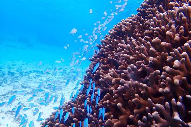 Okinawa Miyako Natural Aquarium! Tropical Snorkeling Tour - The natural aquarium: coral, fish, and possible turtles
