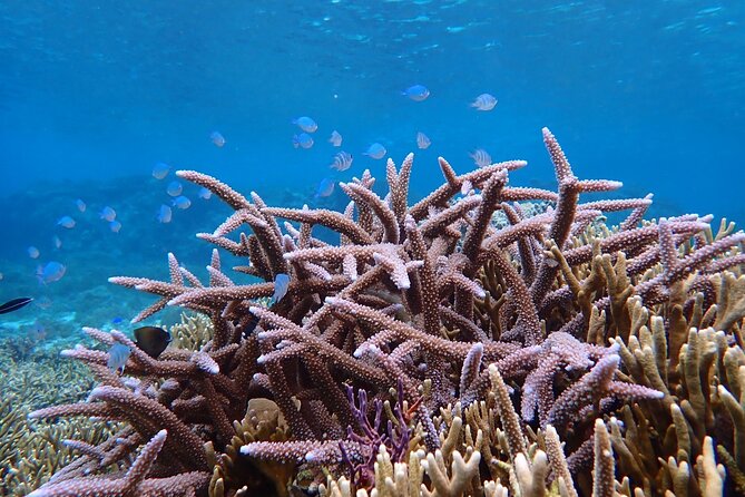 Okinawa Miyako Natural Aquarium! Tropical Snorkeling Tour - Why beginners and families may feel comfortable