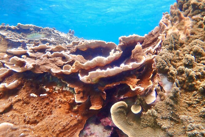 Okinawa Miyako Natural Aquarium! Tropical Snorkeling Tour - The eco-friendly promise, with sensible expectations