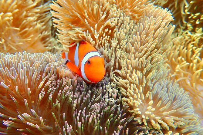 Okinawa Miyako Natural Aquarium! Tropical Snorkeling Tour - Meeting at Shigira Beach Parking Lot