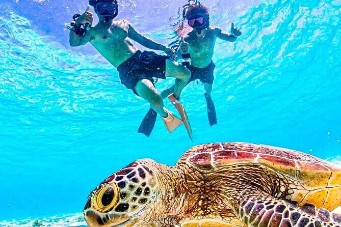 Okinawa Miyako Sea turtle Snorkeling Free Pick up and Drop off - Why Sea Turtles Make This Miyakojima Tour Special