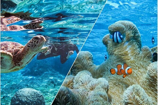 Okinawa Miyako Sea turtle Snorkeling Free Pick up and Drop off - A Simple Two-Hour Plan at Shigira Beach
