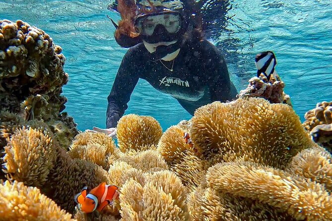 Okinawa Miyako Sea turtle Snorkeling Free Pick up and Drop off - How This Tour Compares With an Independent Beach Swim