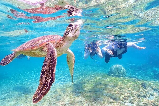 Okinawa Miyako Sea turtle Snorkeling Free Pick up and Drop off - My Recommendation: Book If Turtles Matter Most
