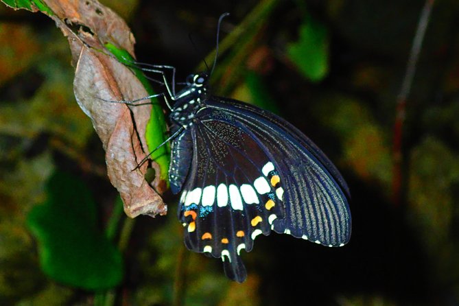 Okinawa Miyako Star Gazing & Subtropical Jungle Night Tour - Searching the subtropical jungle for wildlife