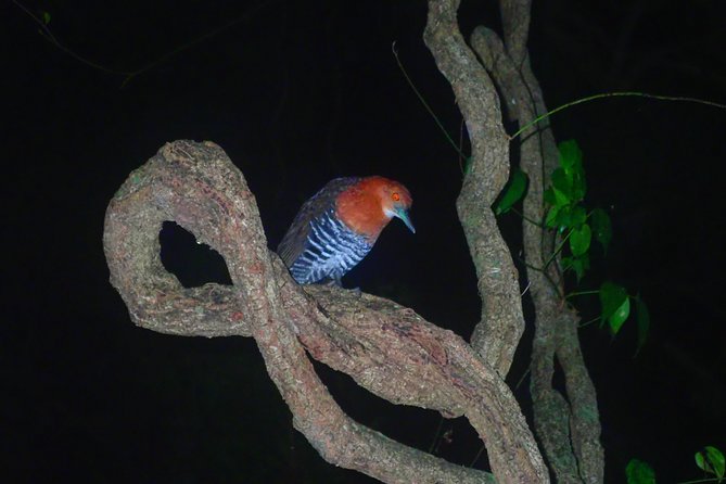 Okinawa Miyako Star Gazing & Subtropical Jungle Night Tour - A closer look at the 90-minute schedule