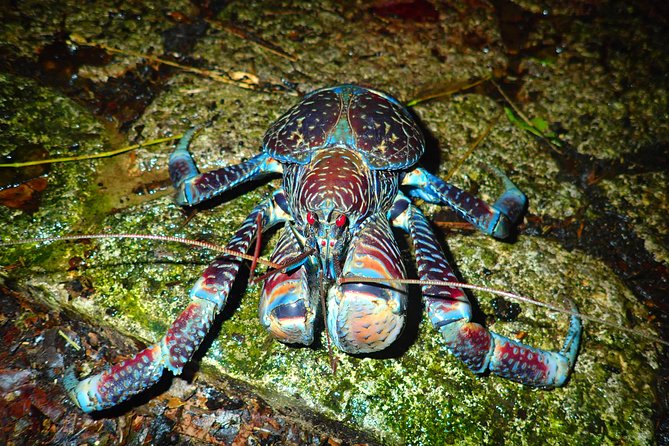 Okinawa Miyako Star Gazing & Subtropical Jungle Night Tour - Weather, cancellations, and the need for flexibility