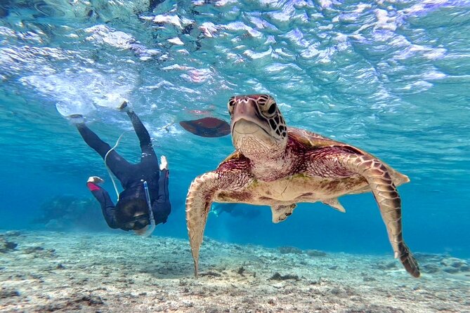 Okinawa Miyakojima 1 day Sea Turtle Snorkeling & Pumpkin Cave & Sea Kayak - A long middle break changes the pace