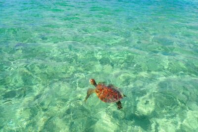 Okinawa Miyakojima Half Day SUPor Canoe & Sea Turtle Snorkeling (Half Day Set)