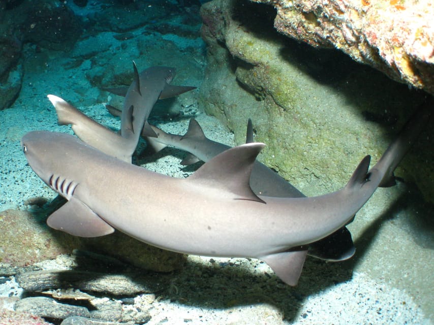 Okinawa: Naha: 1 day Kerama Islands diving‣ license required - Key points to know before booking