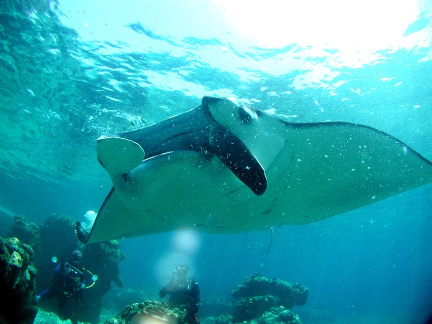 Okinawa: Naha: 1 day Kerama Islands diving‣ license required - Who should book this Kerama boat trip?
