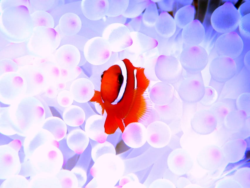 Okinawa: Naha: 1 day Kerama Islands diving‣ license required - What the three underwater sessions are like